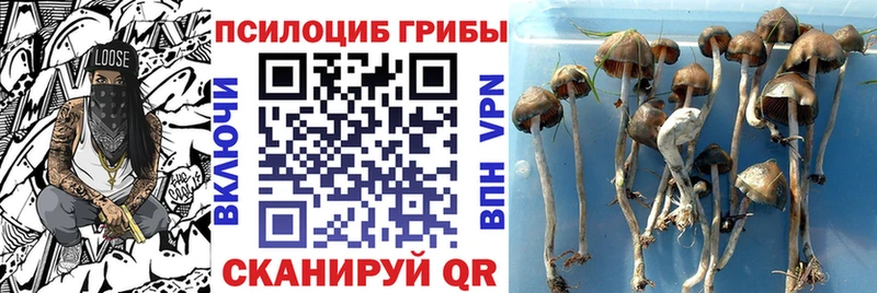 Псилоцибиновые грибы мицелий  Купить  Сельцо 